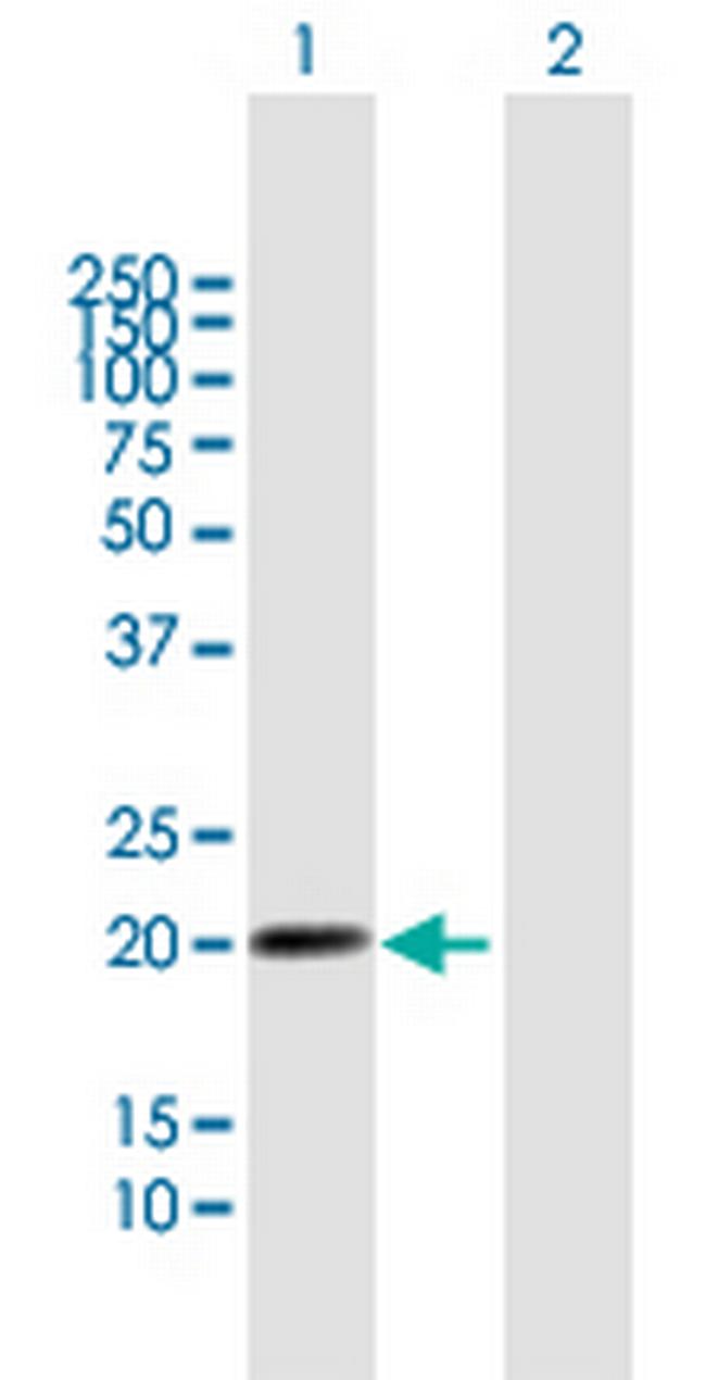 LILRB2 Antibody in Western Blot (WB)