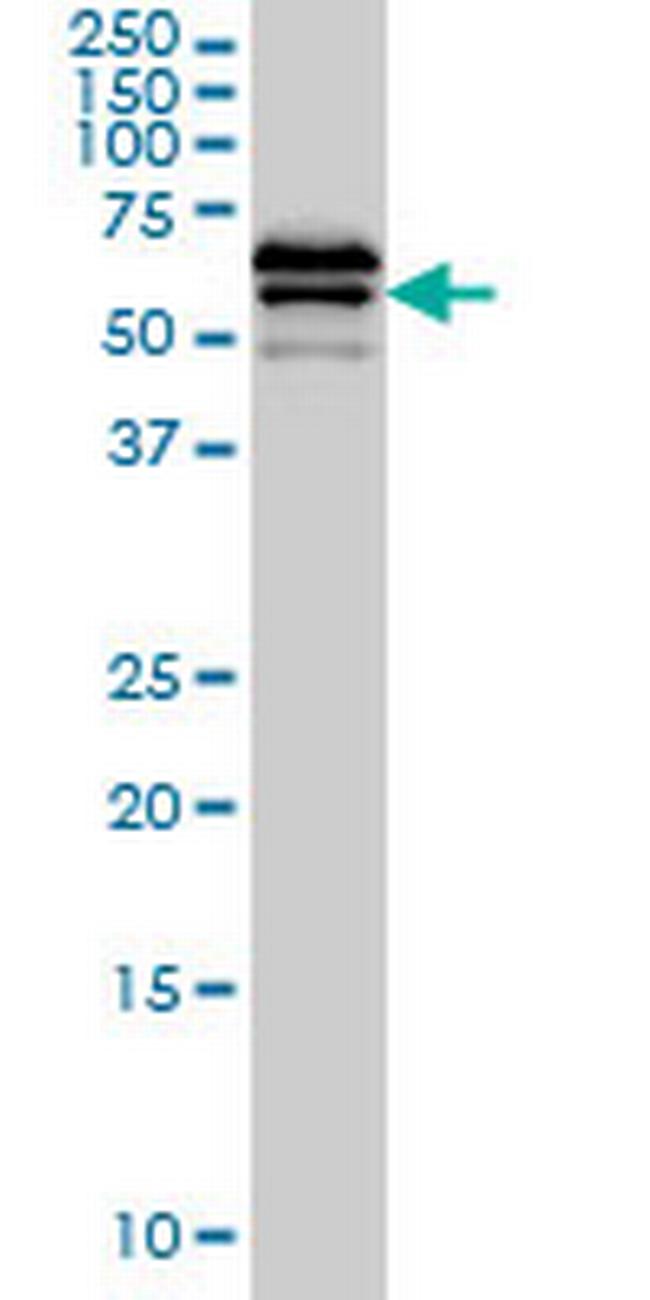 LILRB2 Antibody in Western Blot (WB)