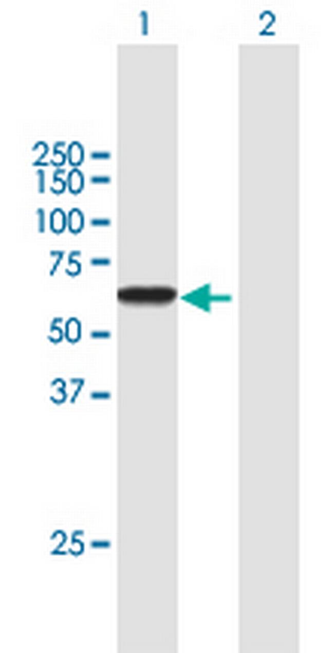 IKZF1 Antibody in Western Blot (WB)