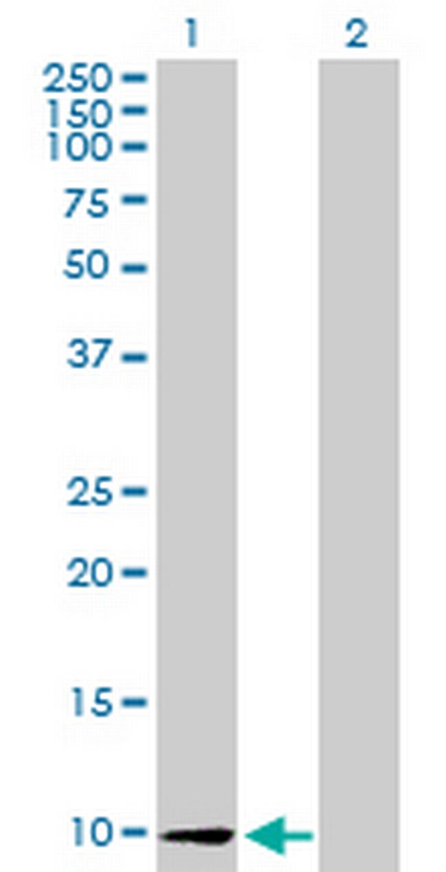 CCL26 Antibody in Western Blot (WB)