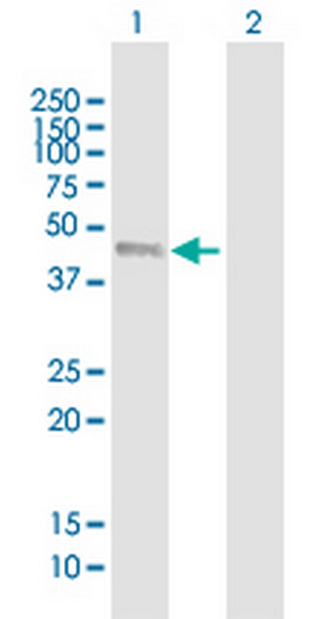 IRF9 Antibody in Western Blot (WB)