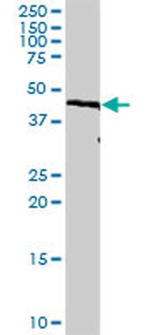 IRF9 Antibody in Western Blot (WB)