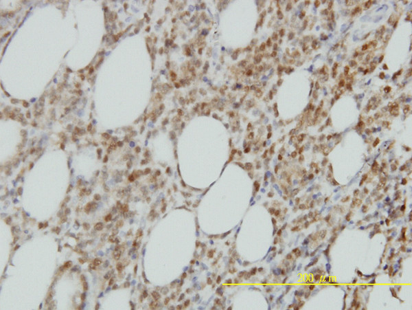 ISGF3G Antibody in Immunohistochemistry (Paraffin) (IHC (P))