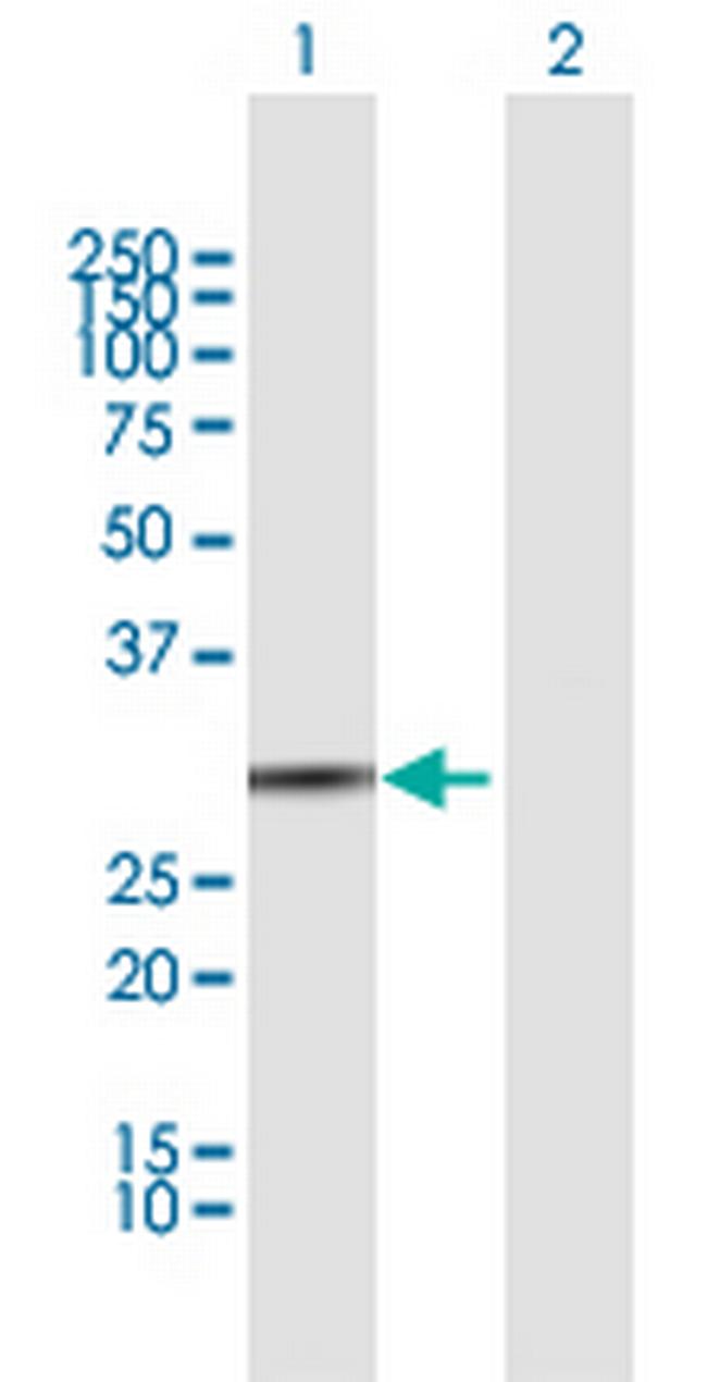 BPNT1 Antibody in Western Blot (WB)