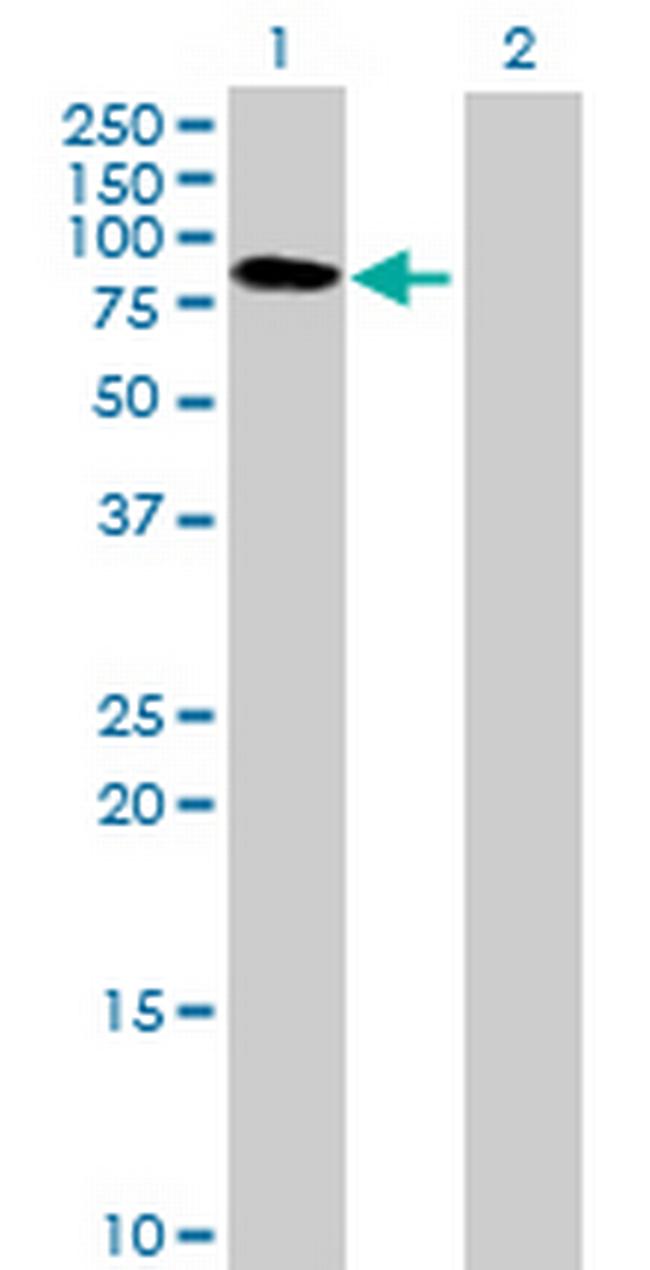 BTN3A3 Antibody in Western Blot (WB)