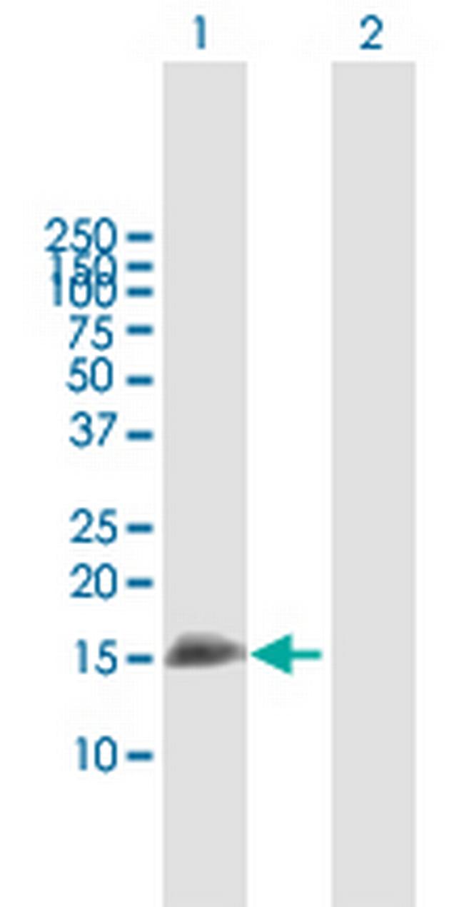 IFITM3 Antibody in Western Blot (WB)