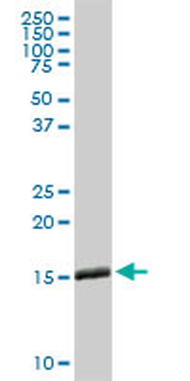 IFITM3 Antibody in Western Blot (WB)