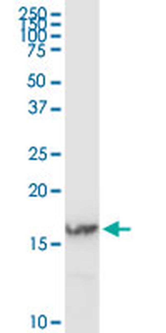 IFITM3 Antibody in Western Blot (WB)