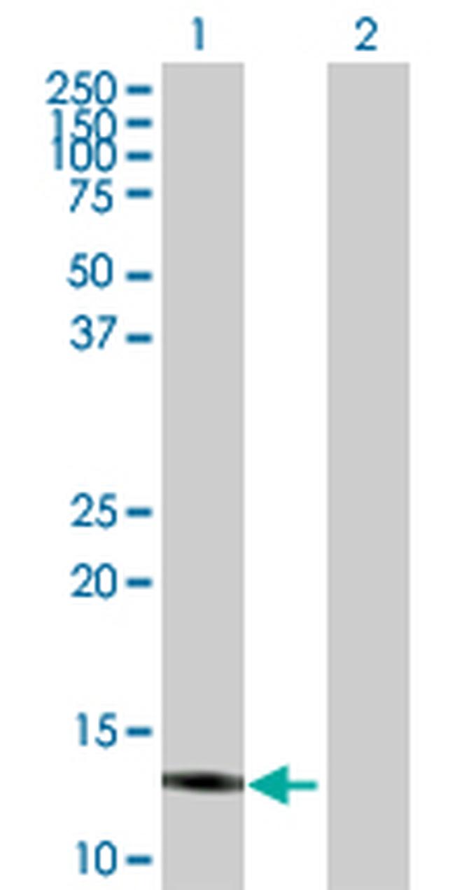 IFITM3 Antibody in Western Blot (WB)