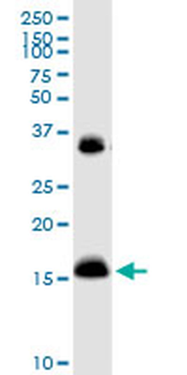 IFITM3 Antibody in Western Blot (WB)