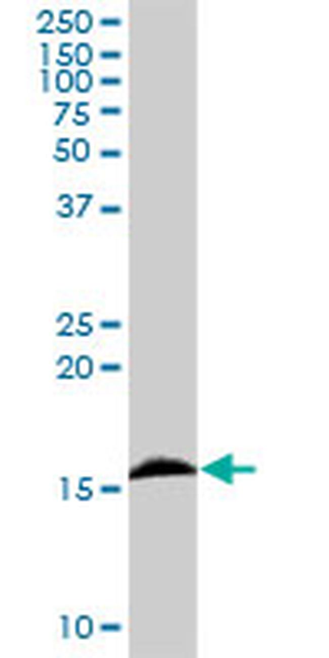 IFITM3 Antibody in Western Blot (WB)