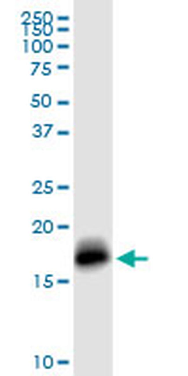 IFITM3 Antibody in Western Blot (WB)