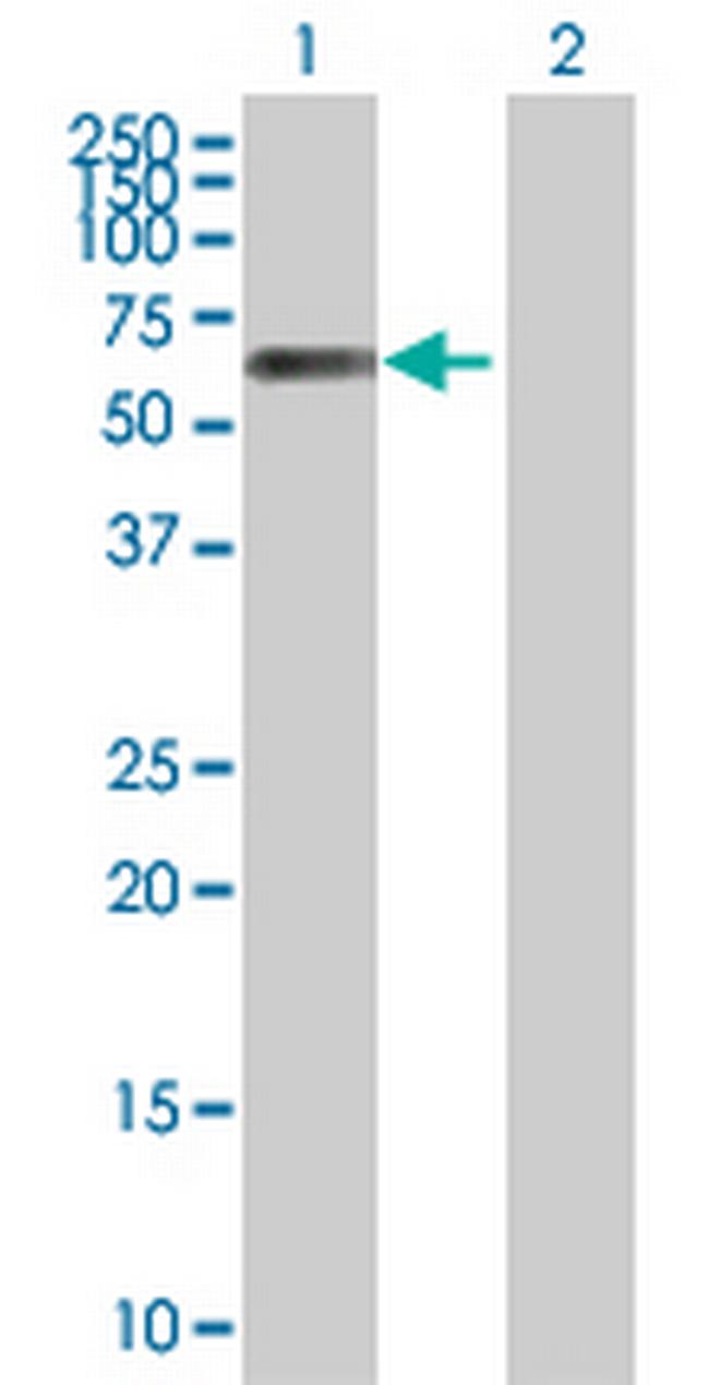 ARIH2 Antibody in Western Blot (WB)