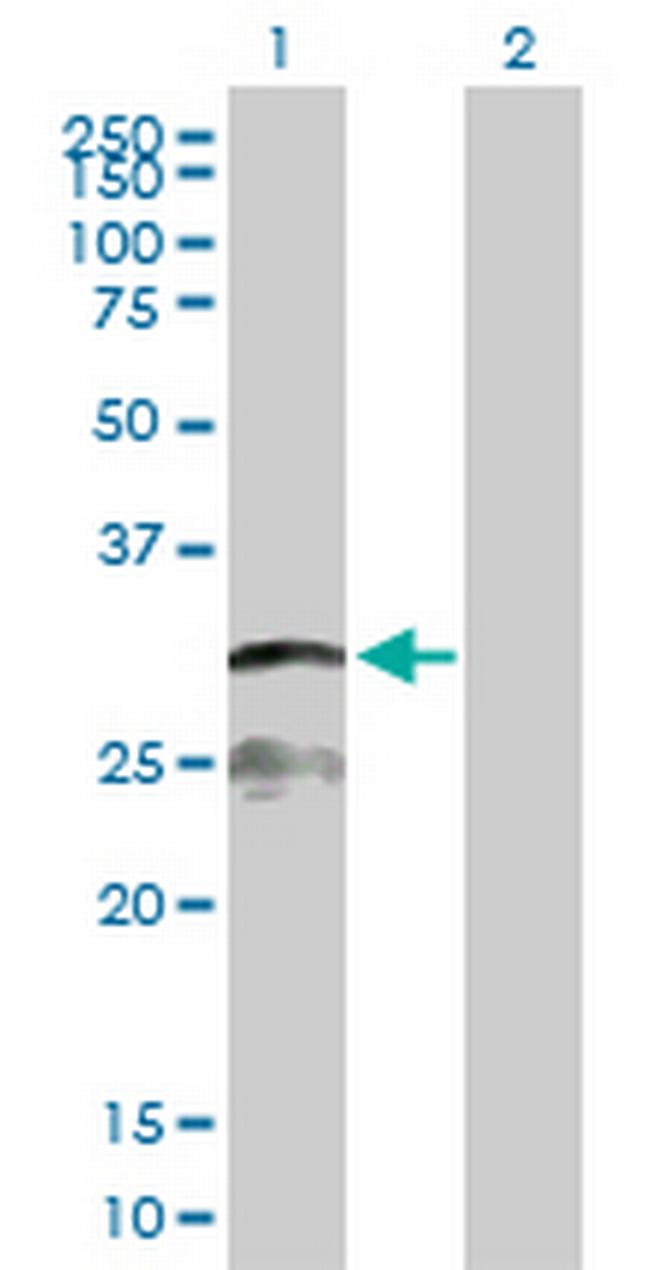 IFI30 Antibody in Western Blot (WB)