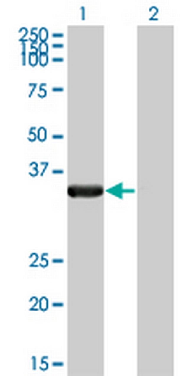 HAX1 Antibody in Western Blot (WB)