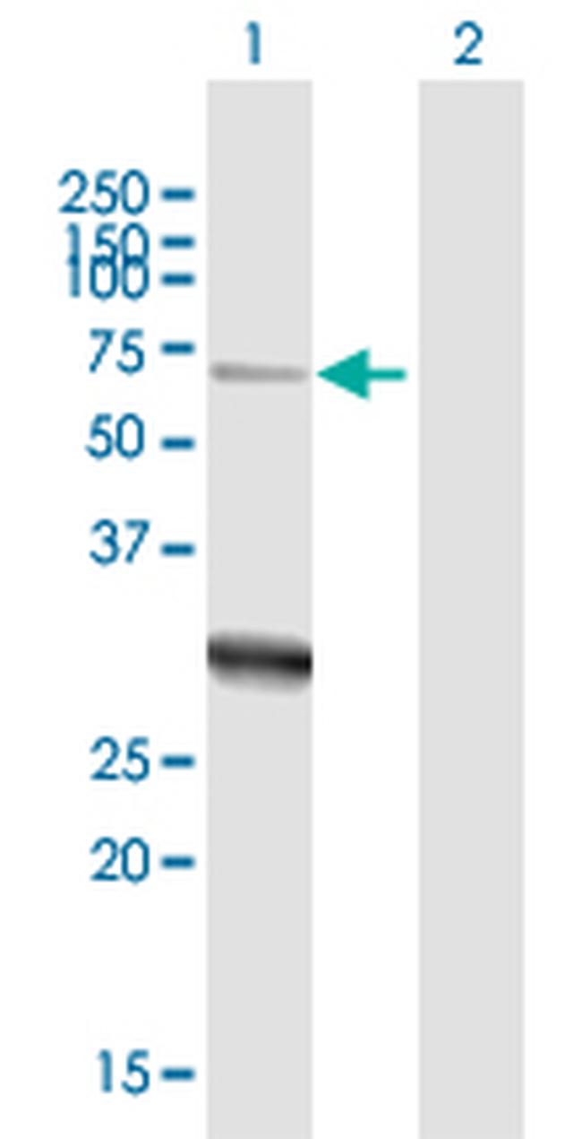 ZNF238 Antibody in Western Blot (WB)