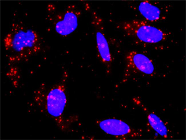 CREB3 Antibody in Proximity Ligation Assay (PLA) (PLA)