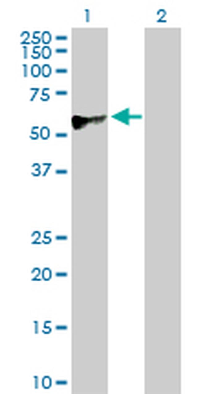 CREB3 Antibody in Western Blot (WB)