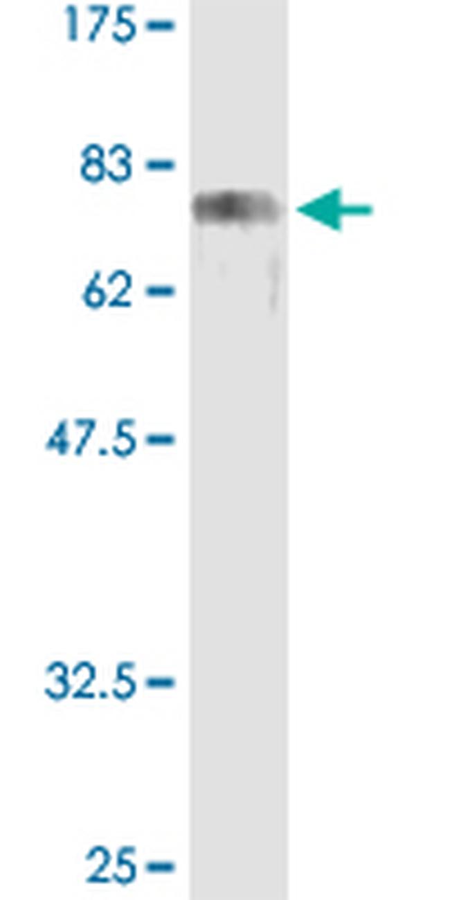 CREB3 Antibody in Western Blot (WB)