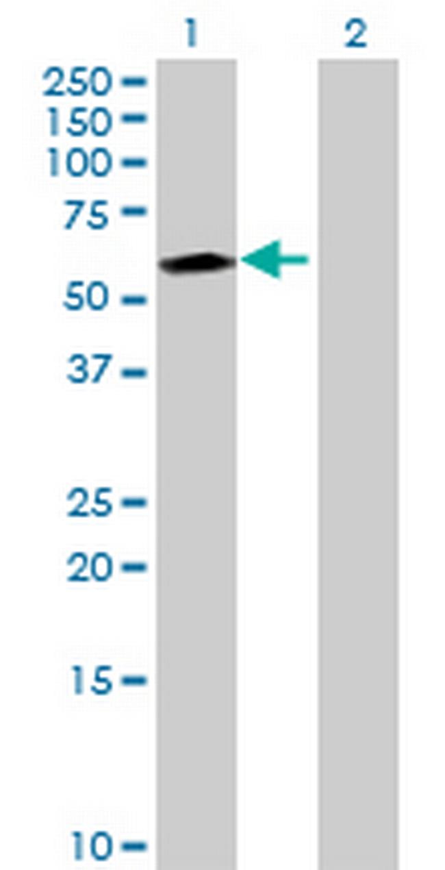 SYNCRIP Antibody in Western Blot (WB)