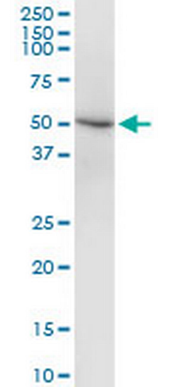 DEAF1 Antibody in Western Blot (WB)