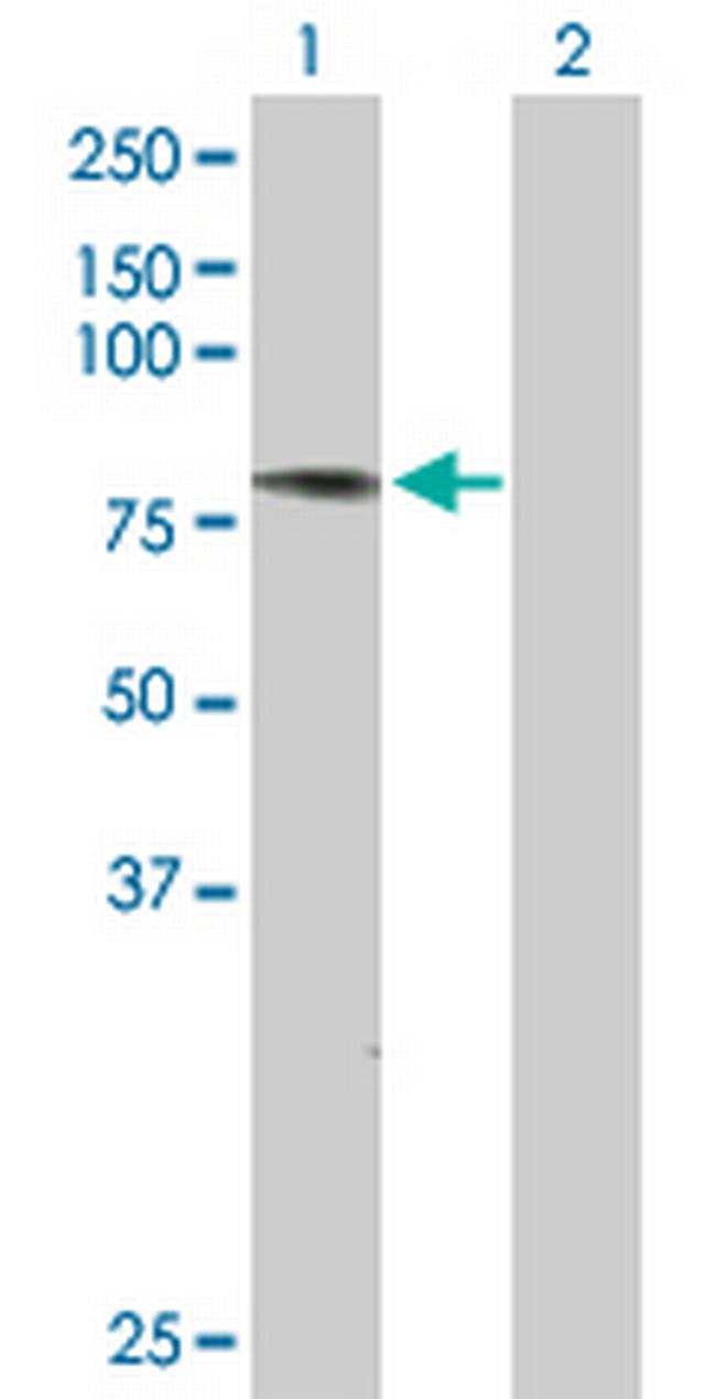 ATG7 Antibody in Western Blot (WB)