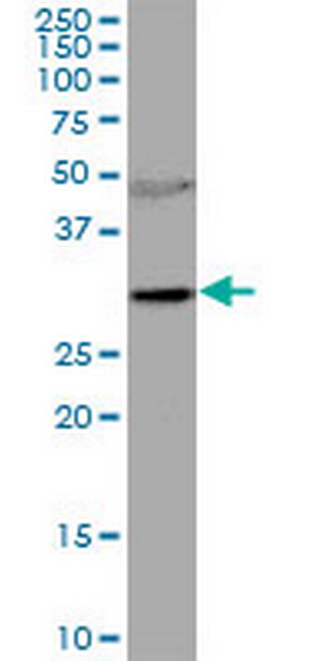 RNASEH2A Antibody in Western Blot (WB)