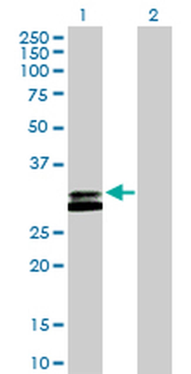 RNASEH2A Antibody in Western Blot (WB)