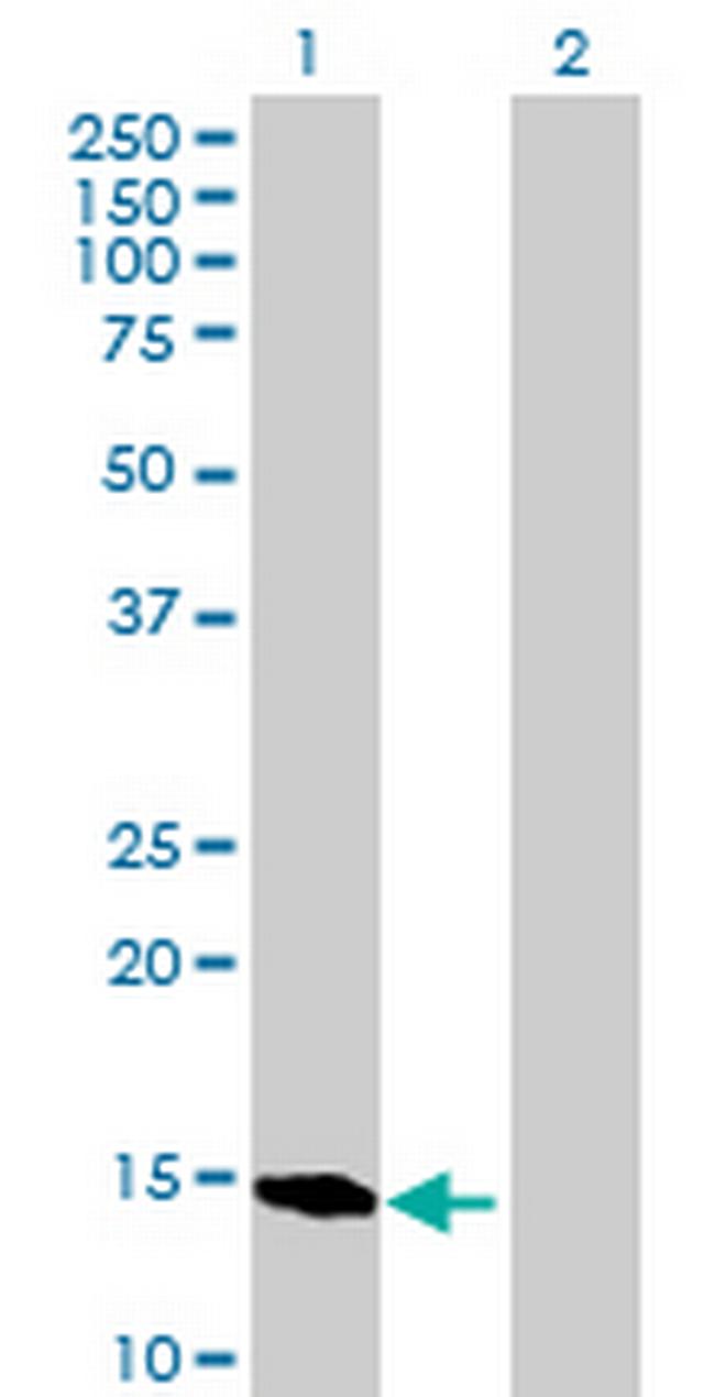 BATF Antibody in Western Blot (WB)