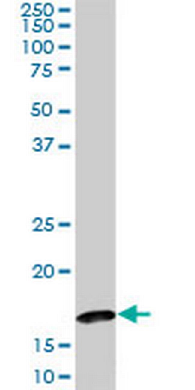 BATF Antibody in Western Blot (WB)