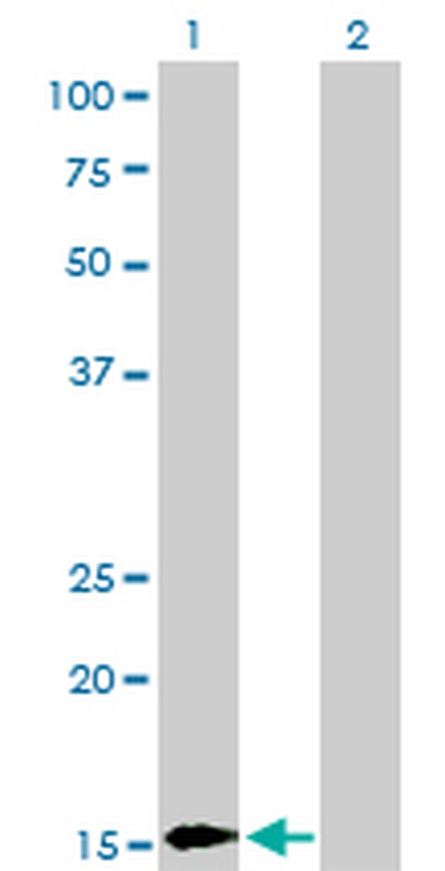 BATF Antibody in Western Blot (WB)