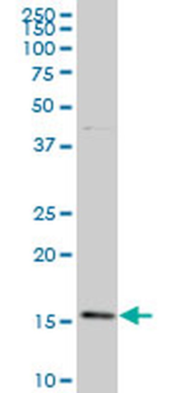 BATF Antibody in Western Blot (WB)