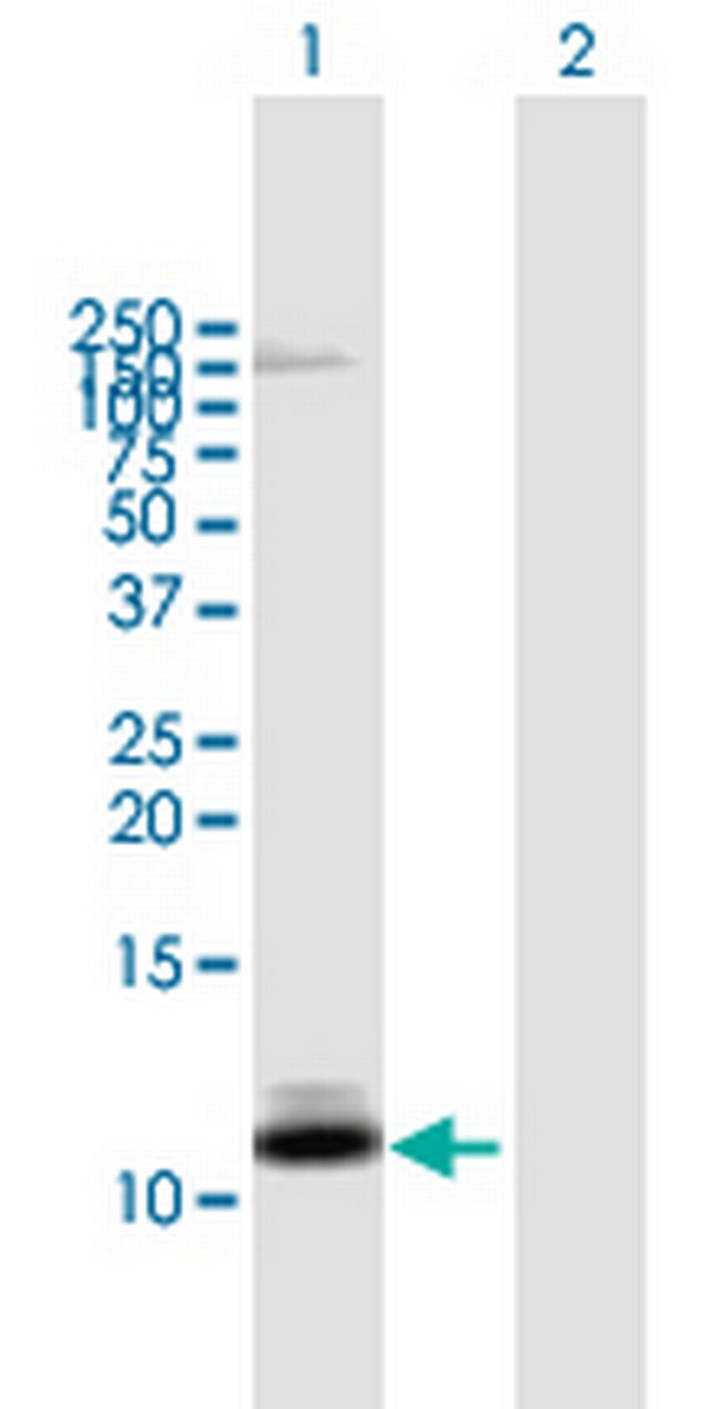 CXCL13 Antibody in Western Blot (WB)