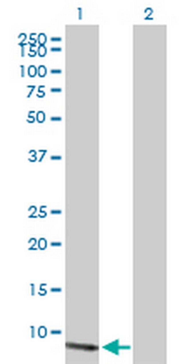 CXCL13 Antibody in Western Blot (WB)