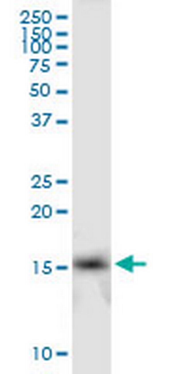 IFITM2 Antibody in Western Blot (WB)