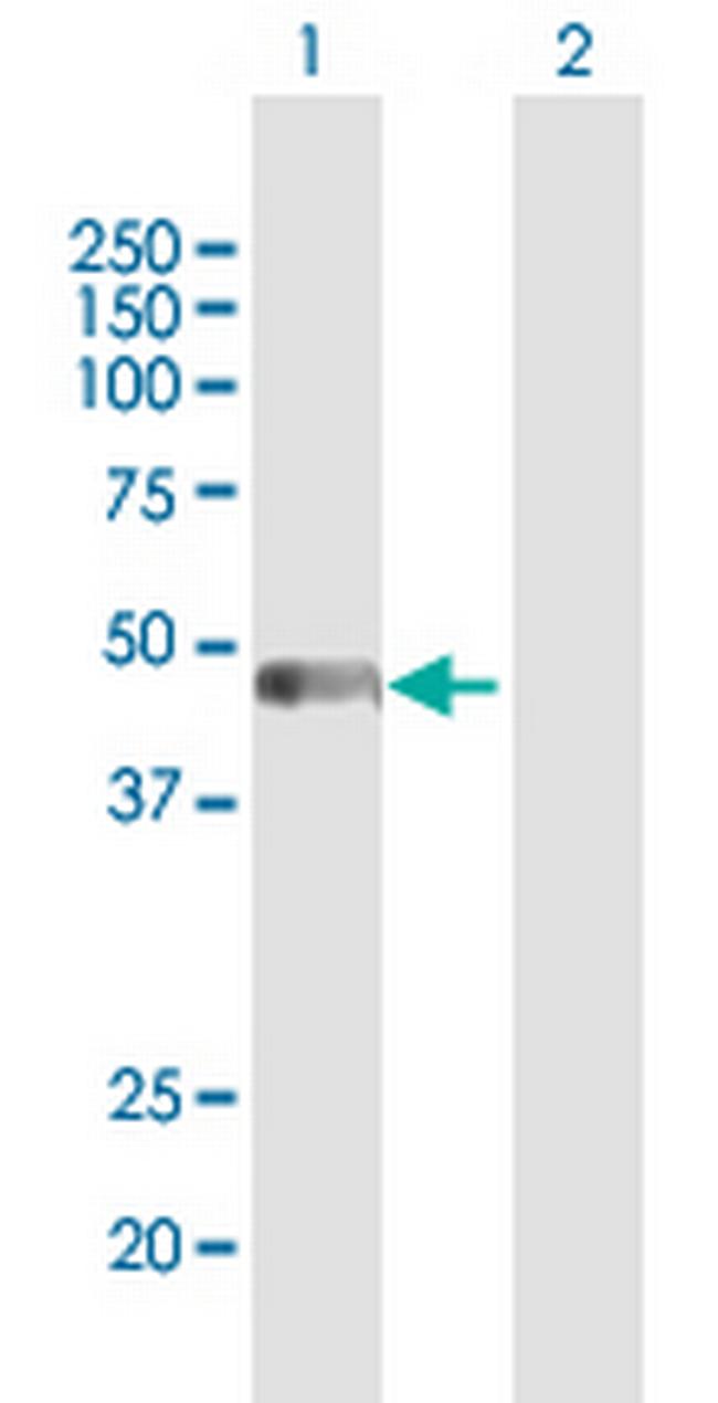 PAICS Antibody in Western Blot (WB)