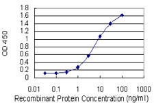 LBX1 Antibody in ELISA (ELISA)