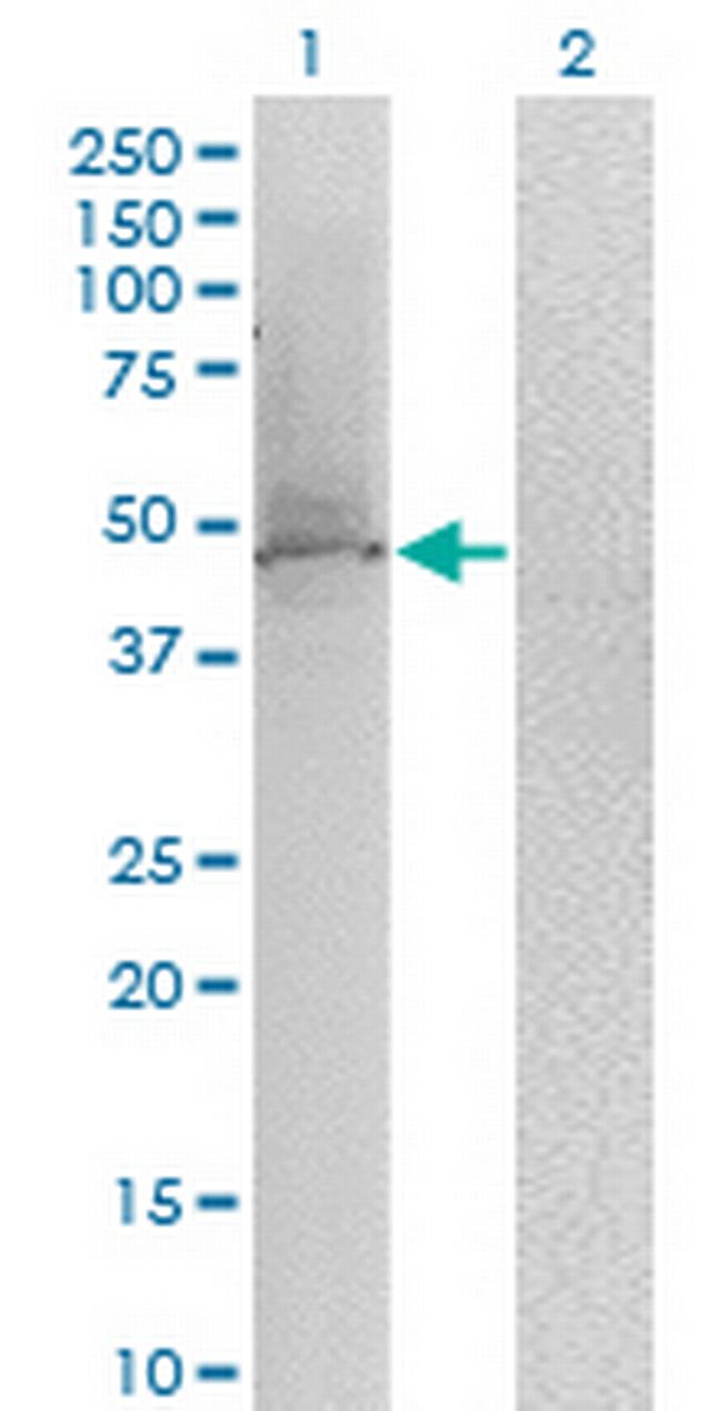 KLF1 Antibody in Western Blot (WB)