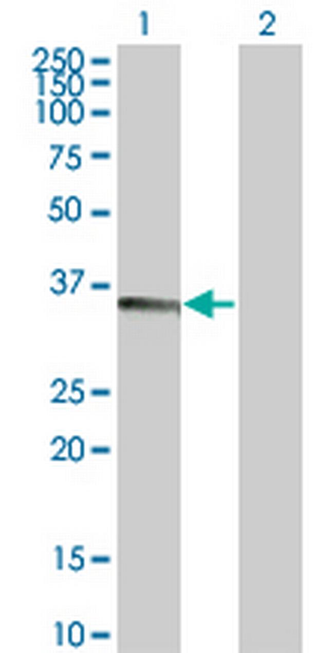 TNFSF13B Antibody in Western Blot (WB)