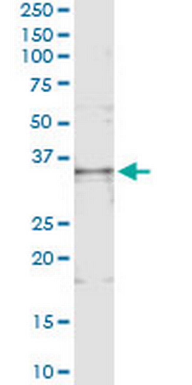 TNFSF13B Antibody in Immunoprecipitation (IP)