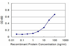 PNMA2 Antibody in ELISA (ELISA)