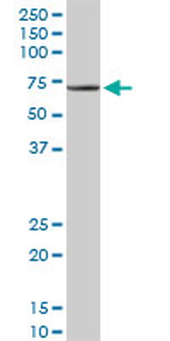 TRAF3IP2 Antibody in Western Blot (WB)