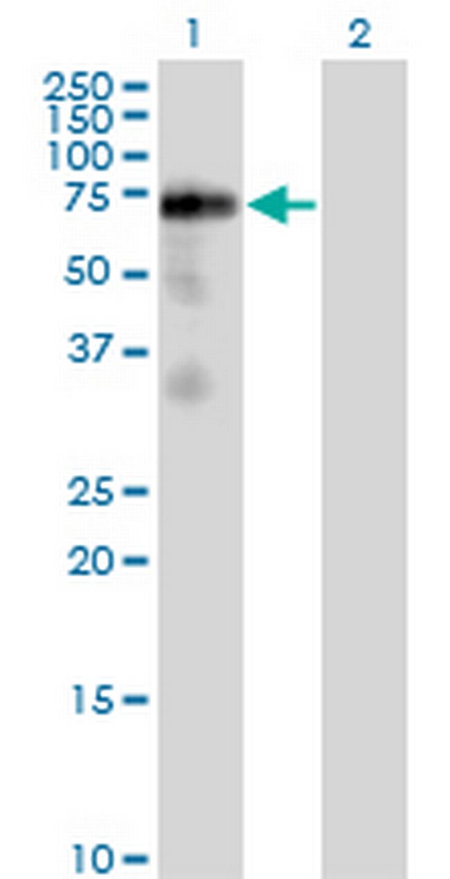 FRS2 Antibody in Western Blot (WB)