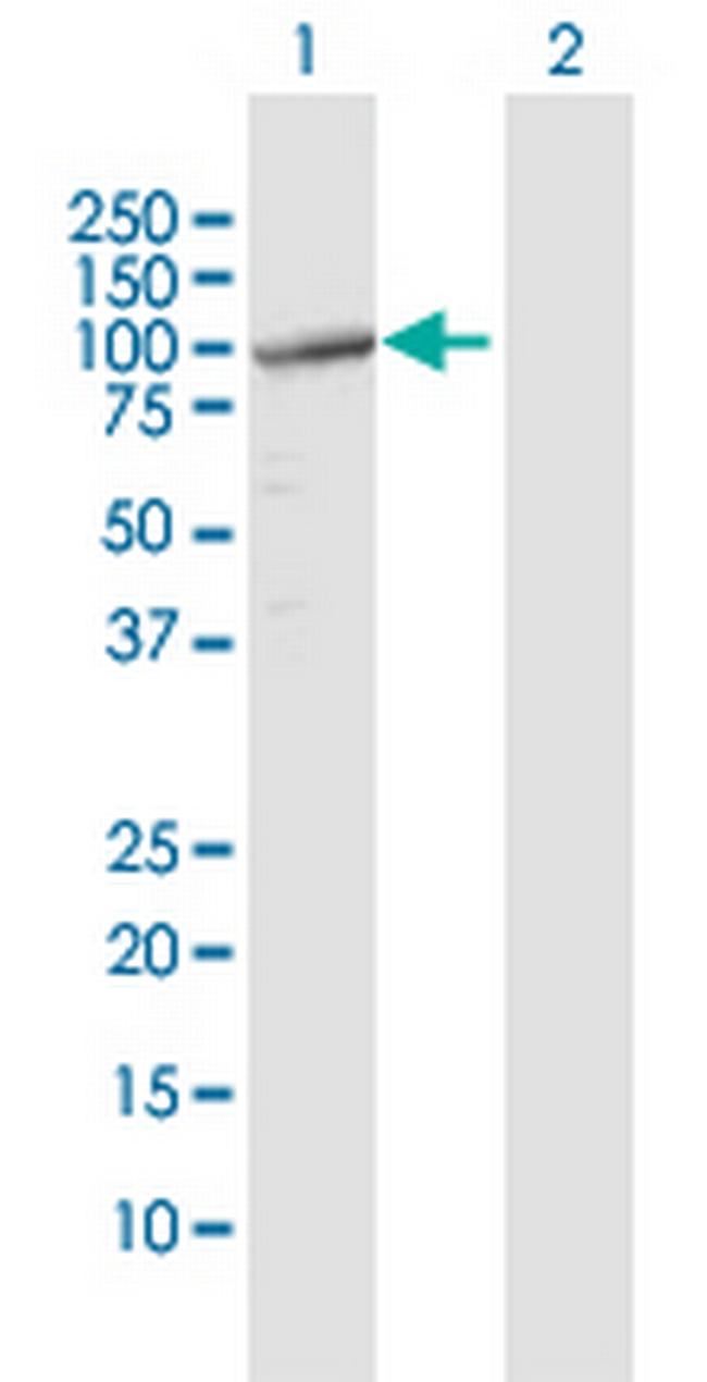 TUBGCP2 Antibody in Western Blot (WB)