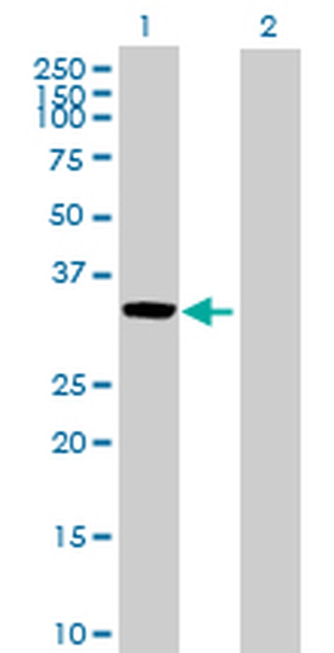 CCL27 Antibody in Western Blot (WB)