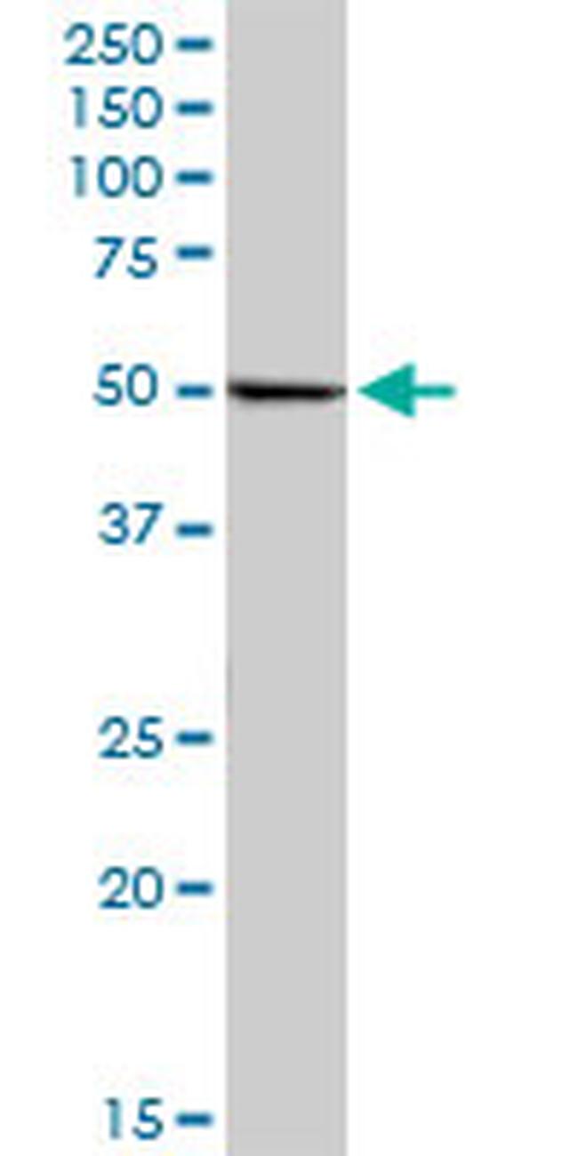 RUVBL2 Antibody in Western Blot (WB)