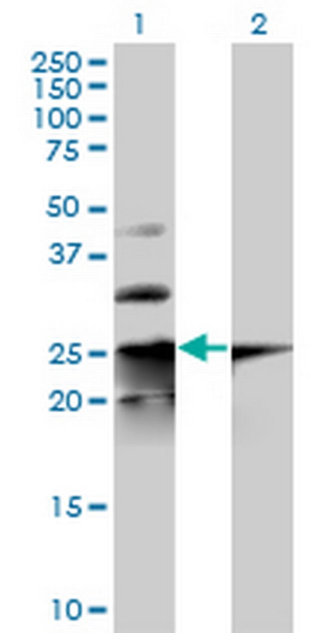 COPS8 Antibody in Western Blot (WB)