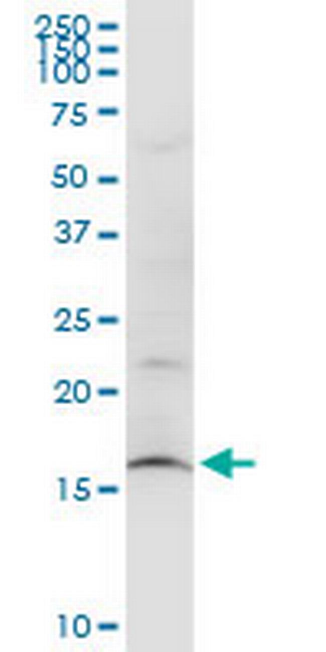 SUB1 Antibody in Western Blot (WB)