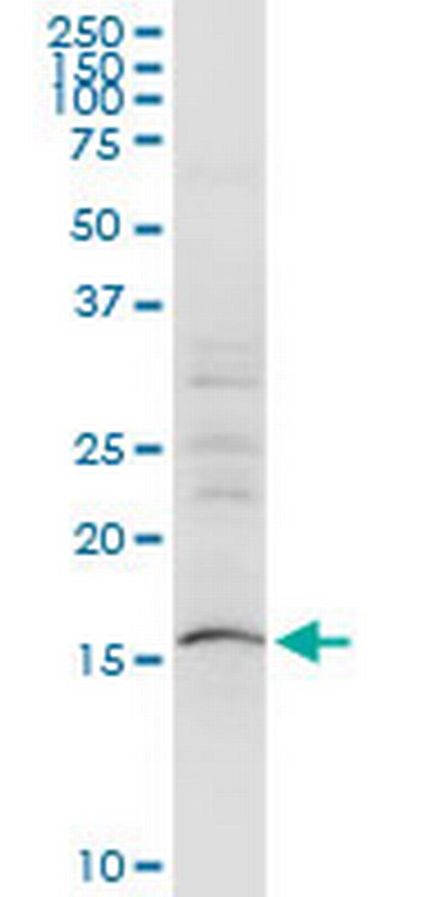 SUB1 Antibody in Western Blot (WB)