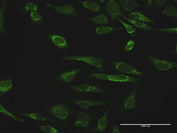 PRDX3 Antibody in Immunocytochemistry (ICC/IF)